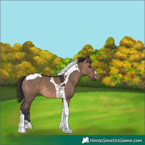 Horse Color:Brown Dun Tobiano 