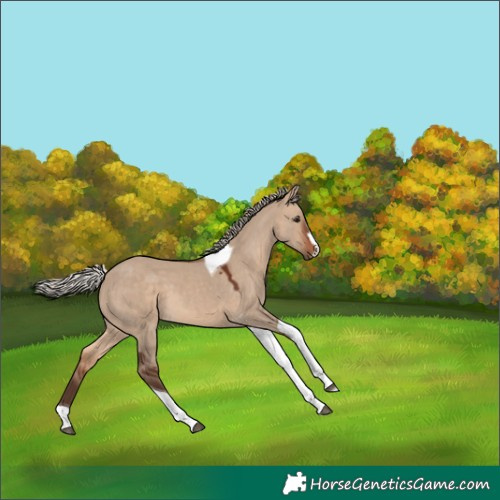 Horse Color:Silver Brown Dun Tobiano 