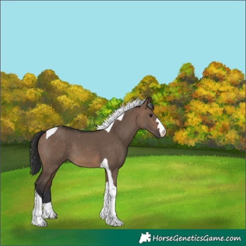 Horse Color:Brown Dun Tobiano 