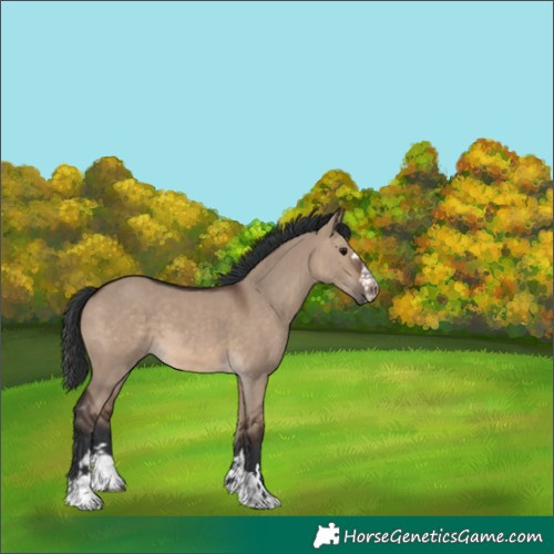 Horse Color:Brown Dun
