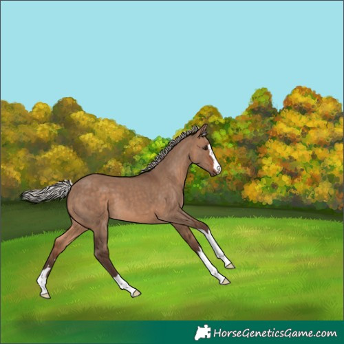 Horse Color:Silver Brown Dun