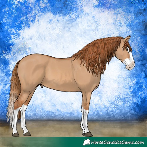 Horse Color:Red Dun Splash