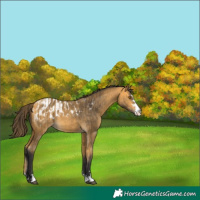 Horse Color:Buckskin  and Buckskin Appaloosa 