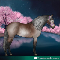 Horse Color:Gray Bay 