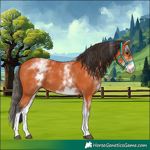 Horse Color:White Spotted Bay Tobiano 