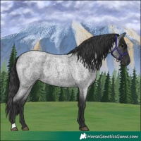 Horse Color:Blue Roan 
