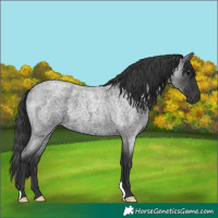 Horse Color:Blue Roan