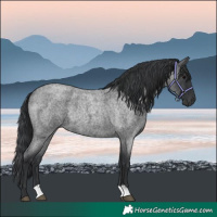 Horse Color:Blue Roan Rabicano 
