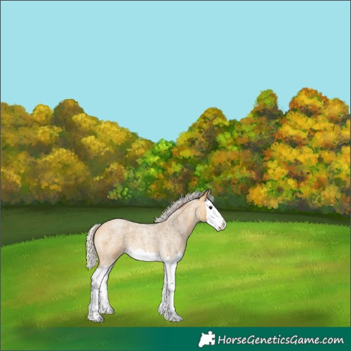 Horse Color:Silver Buckskin Roan Splash 