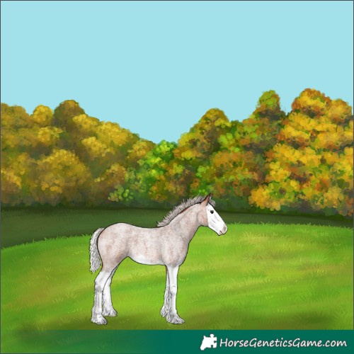 Horse Color:Silver Bay Roan Splash