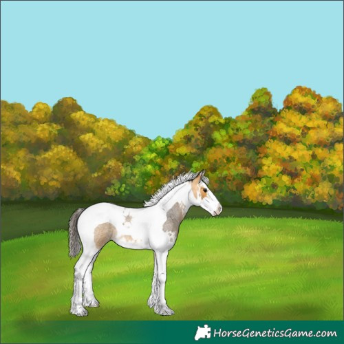 Horse Color:Buckskin Roan Splash Tobiano