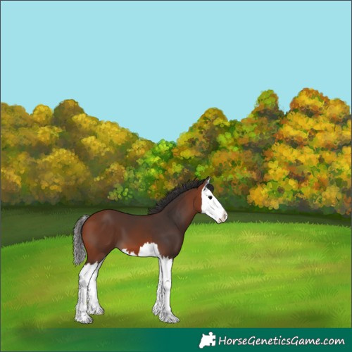 Horse Color:Bay Splash 