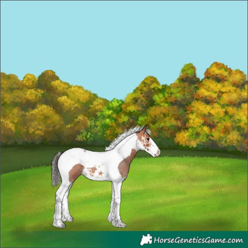 Horse Color:Bay Roan Splash Tobiano