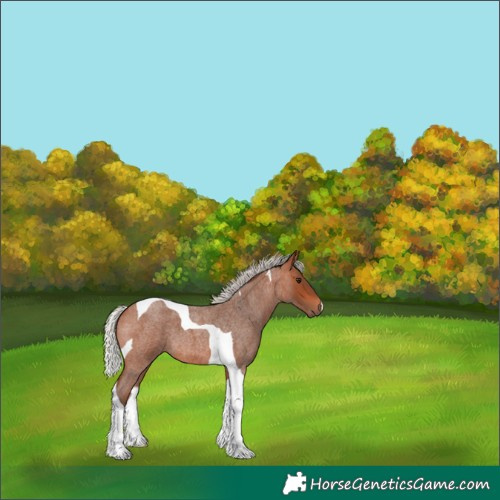 Horse Color:Silver Bay Roan Tobiano