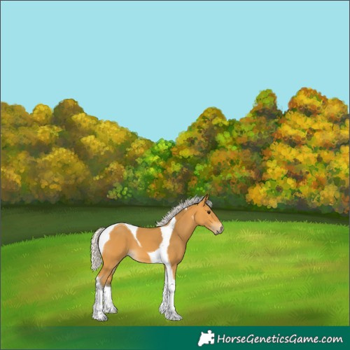Horse Color:Silver Buckskin Tobiano