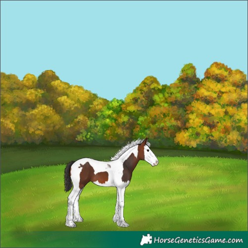 Horse Color:Bay Splash Tobiano 