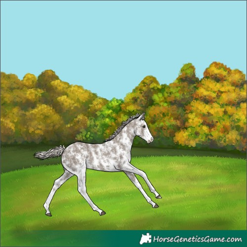 Horse Color:Silver Smoky Black Sabino 
