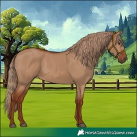 Horse Color:Red Dun Rabicano