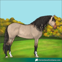 Horse Color:Bay Dun Rabicano 