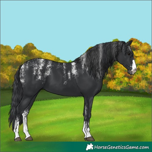 Horse Color:Powder White Black 