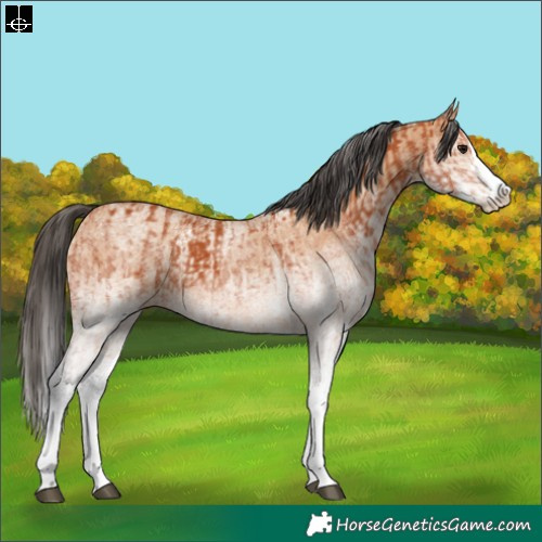 Horse Color:White Spotted Bay Splash  and White Spotted Bay Dun Splash 