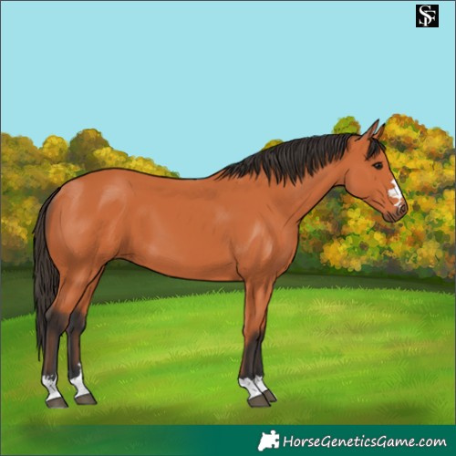 Horse Color:Bay 
