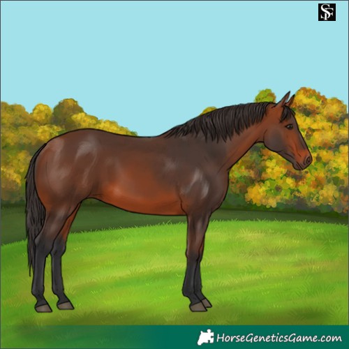 Horse Color:Bay 