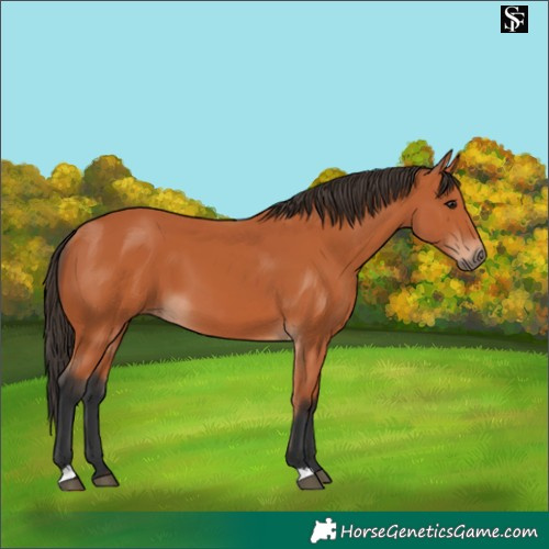 Horse Color:Bay 