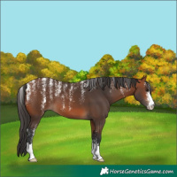 Horse Color:Powder White Bay 