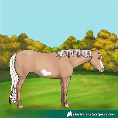 Horse Color:Silver Amber Champagne Frame 