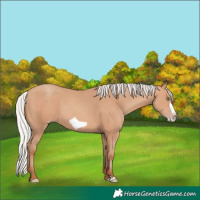 Horse Color:Silver Amber Champagne Frame