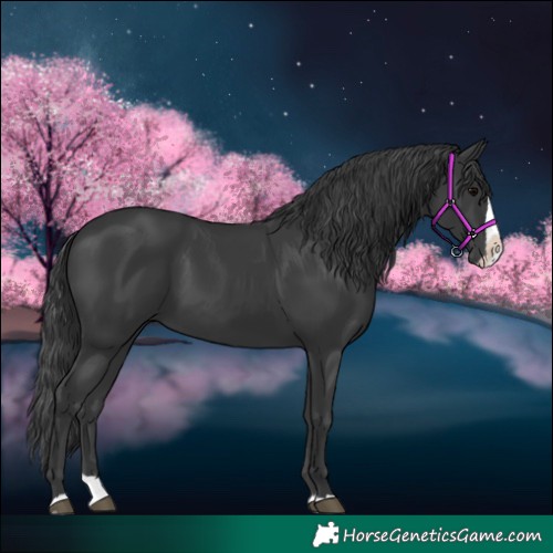 Horse Color:Black Splash