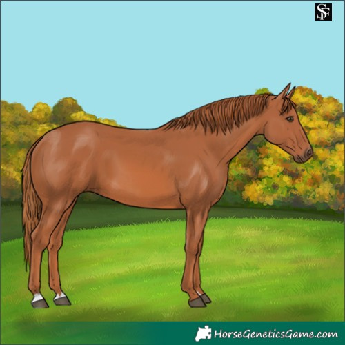 Horse Color:Chestnut 