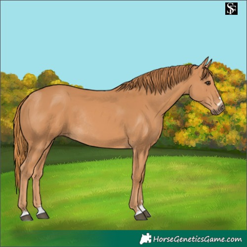 Horse Color:Chestnut Rabicano 