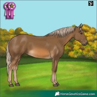 Horse Color:Chocolate Palomino 
