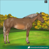 Horse Color:Chocolate Palomino 