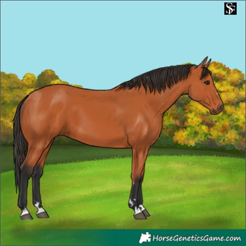 Horse Color:Bay 