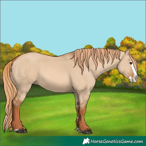 Horse Color:Red Dun Splash 