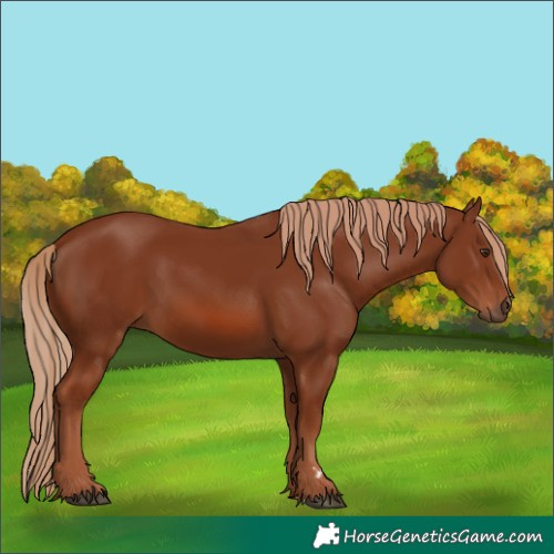 Horse Color:Chestnut 
