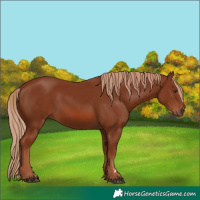 Horse Color:Chestnut 