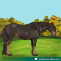 Horse Color:Liver Chestnut