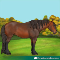 Horse Color:Bay 