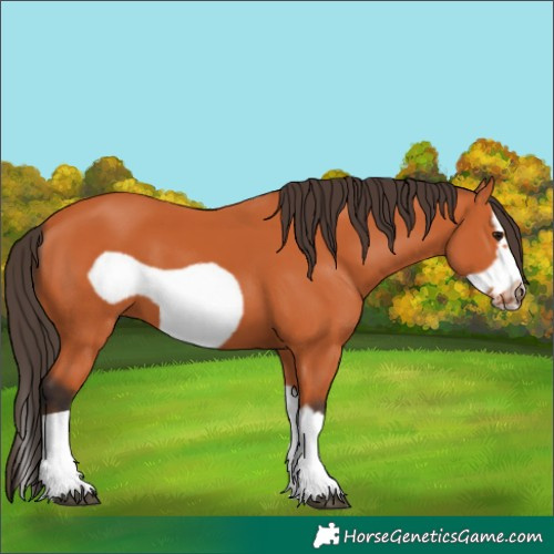 Horse Color:Bay Splash Frame 