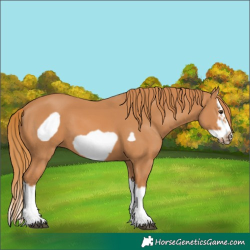 Horse Color:Chestnut Splash Frame 
