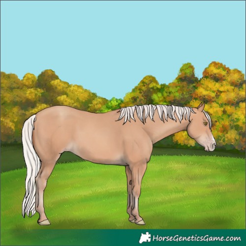 Horse Color:Silver Amber Champagne Frame 