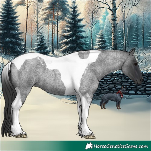 Horse Color:Blue Roan Tobiano 