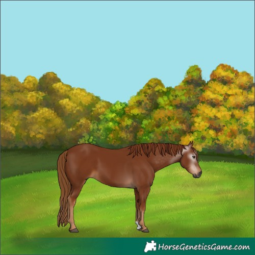 Horse Color:Gray Chestnut 