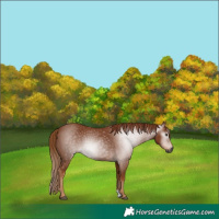 Horse Color:Gray Chestnut