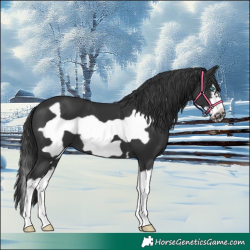 Horse Color:Black Splash Frame 