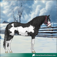 Horse Color:Black Splash Frame